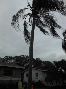 mepalmtreefront